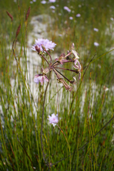 Pelargonium multiradiatum