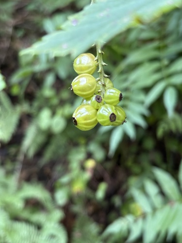 Ribes mandshuricum