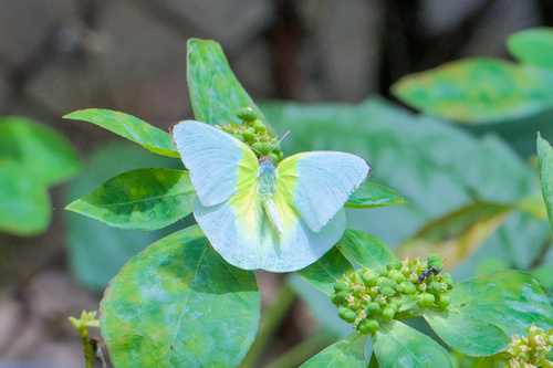 Lemon Migrant, Shivalaya Society, Pashan, Pune, Maharashtra 411021, India, photo 4 of 10