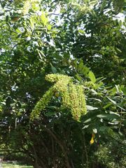 Apoplanesia paniculata