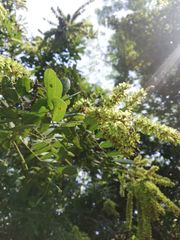 Apoplanesia paniculata
