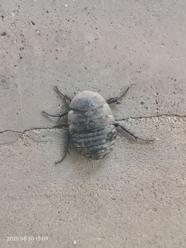 Polyphaga plancyi