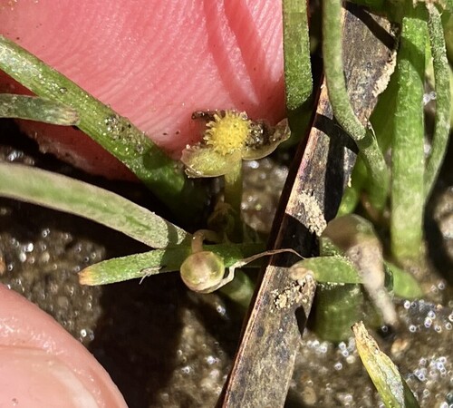 Sagittaria subulata observed 2025-08-26