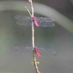 Orthemis schmidti