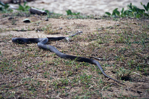 Eastern Brown Snake sighting