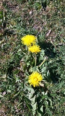 Taraxacum officinale