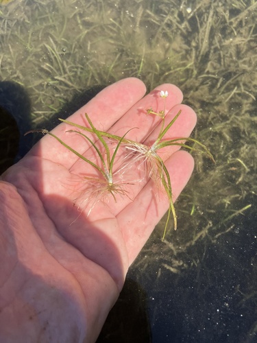Sagittaria subulata observed 2025-08-26
