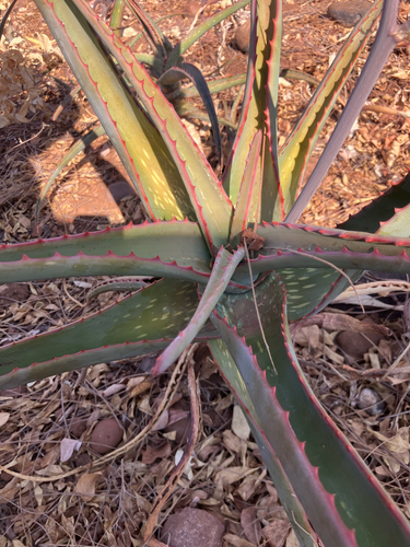 Aloe camperi, photograph 2