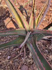 Aloe camperi, photograph author not stated, no rights reserved