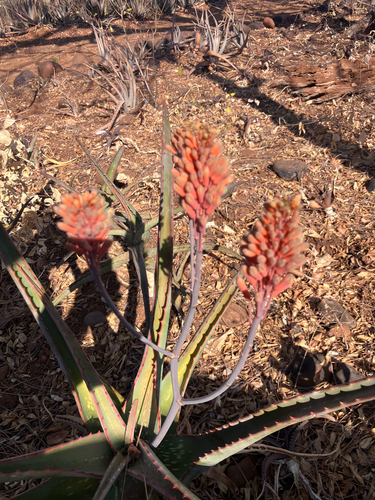 Camper's Aloe (Aloe camperi)