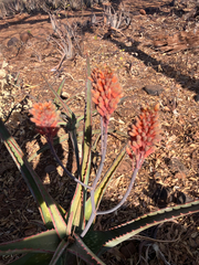 Aloe camperi, photograph author not stated, no rights reserved
