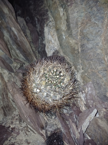 Eriosyce eriosyzoides