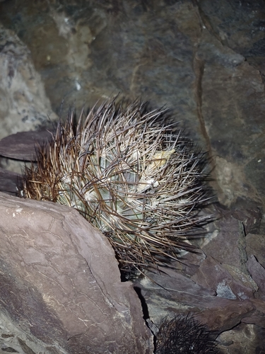 Eriosyce eriosyzoides