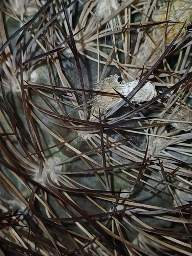 Eriosyce eriosyzoides