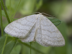 Scopula ternata