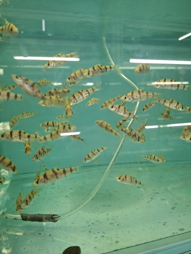 Fiveband barb (Desmopuntius pentazona) — Cyprinidae — 5