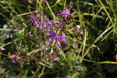 Desmodium grahamii
