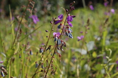 Desmodium grahamii