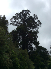 Metrosideros robusta