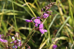 Desmodium grahamii