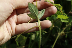 Desmodium grahamii