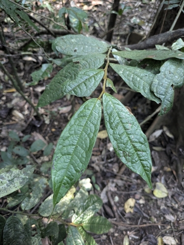 Haplostichanthus rufescens observed 2025-08-27