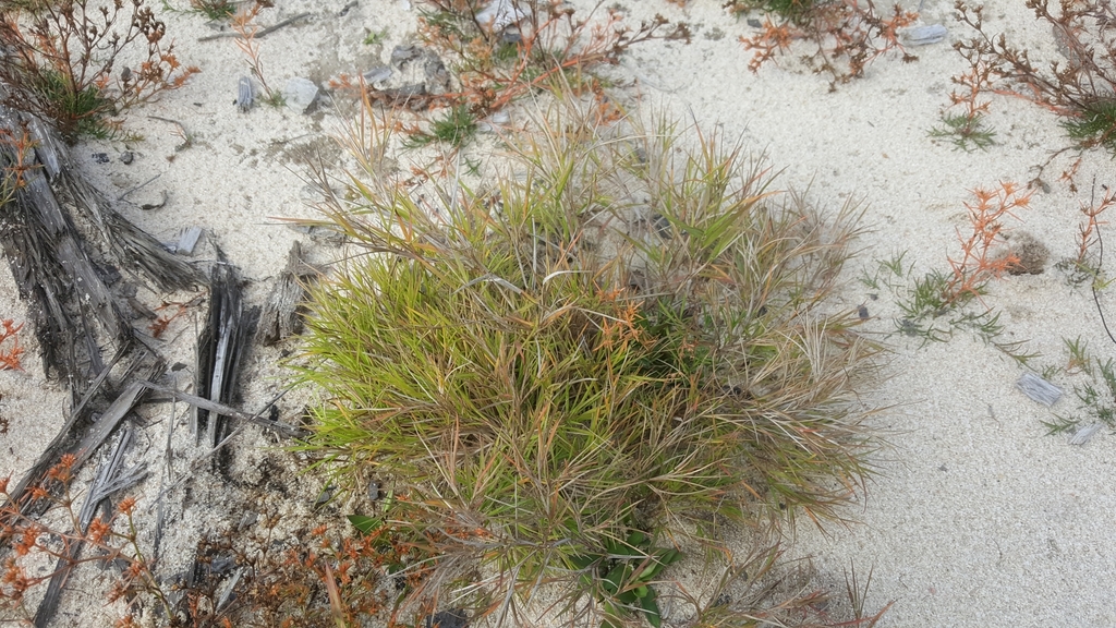 Small-seeded panicgrass