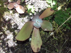 Echeveria rubromarginata