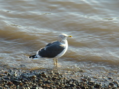 Larus fuscus graellsii