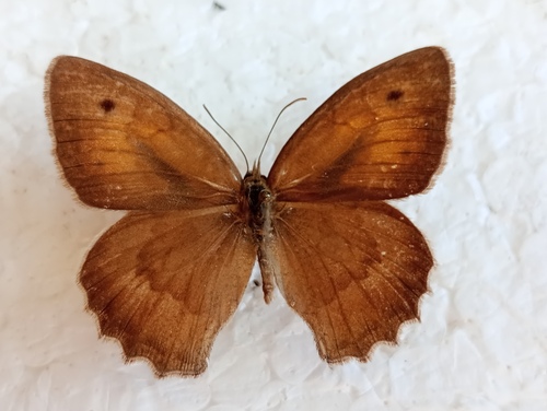 Hyponephele lycaonoides