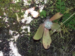 Echeveria rubromarginata