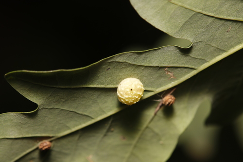 Striped Pea Gall Wasp, Rozendaal, Nederland, photo 9 of 10
