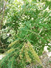 Apoplanesia paniculata