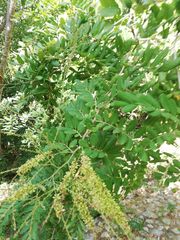 Apoplanesia paniculata