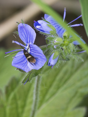 Cauchas fibulella