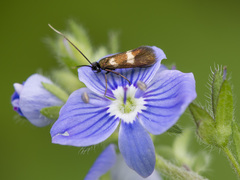 Cauchas fibulella