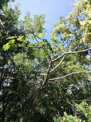 Cnidoscolus megacanthus