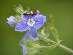 Cauchas fibulella
