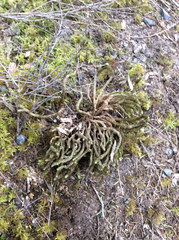 Cladomnion ericoides