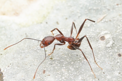 Aphaenogaster gracillimaAphaenogaster gracillima