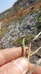 Urochloa platyphylla