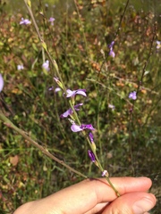 Heliophila maraisiana