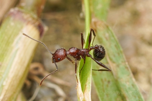 Aphaenogaster omotoensisAphaenogaster omotoensis