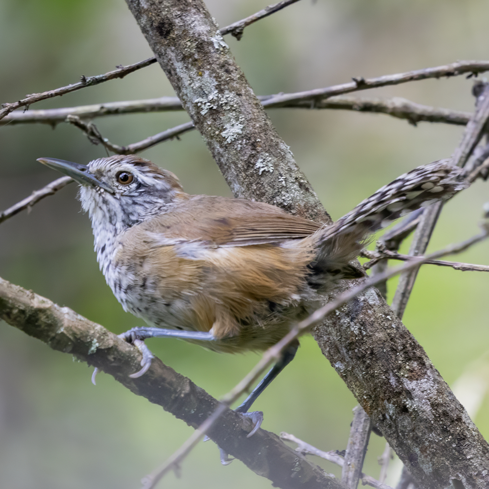 Speckle-breasted Wren (Pheugopedius sclateri), photo 6