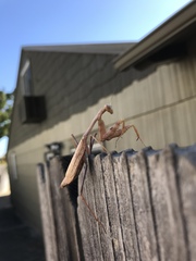 Stagmomantis limbata