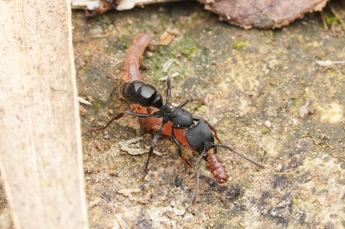Ectomomyrmex horniEctomomyrmex horni