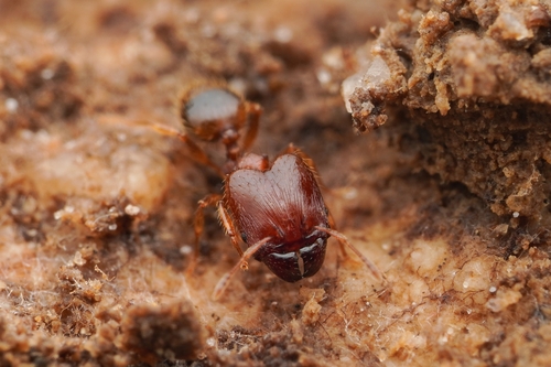 琉球大头蚁Pheidole ryukyuensis