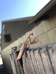 Stagmomantis limbata