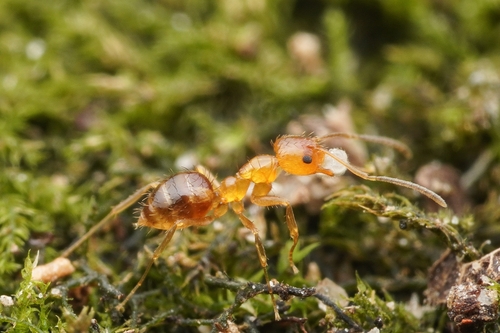 八重山尼氏蚁Nylanderia yaeyamensis