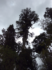 Dacrycarpus dacrydioides